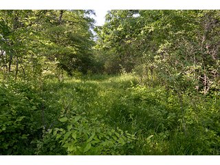 Property photo 53 - LAND AUCTION - 215+/- ACRES OFFERED IN 6 TRACTS IN VAN WERT COUNTY, OHIO